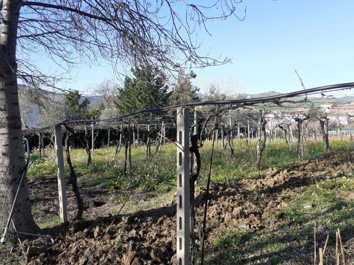 Pier Delle Vigne B&B Pineto Dış mekan fotoğraf