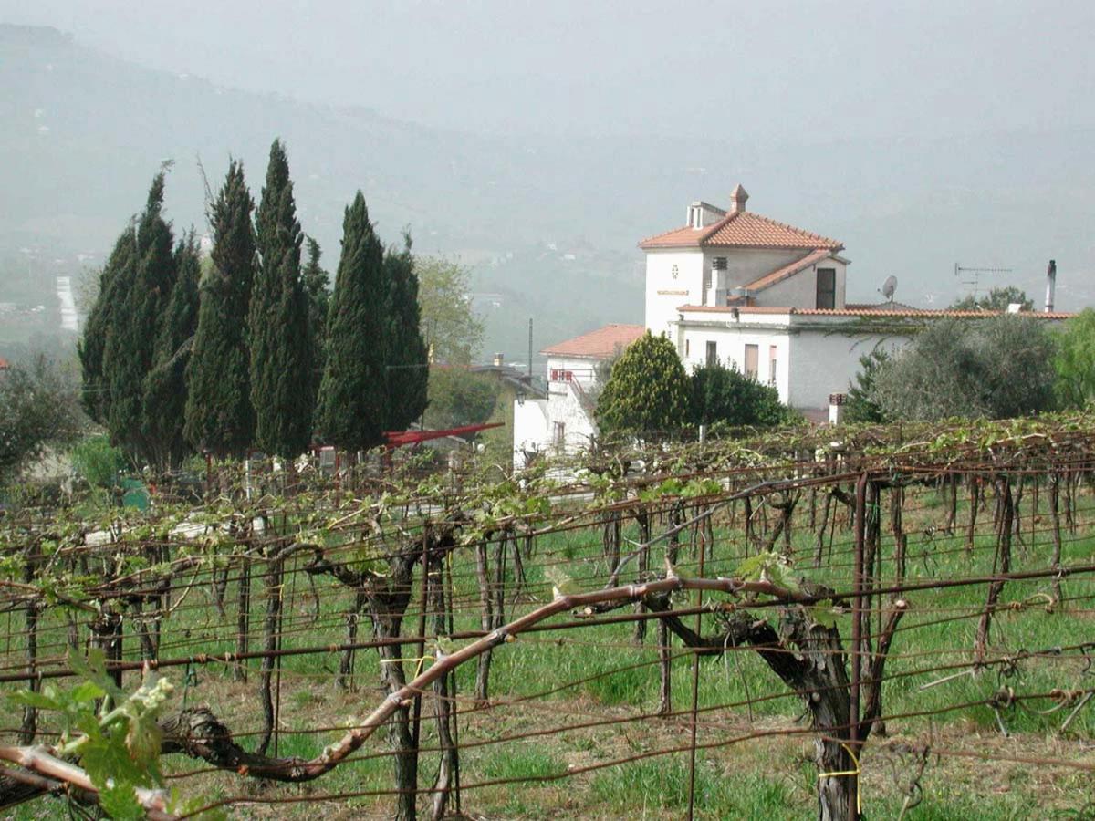 Pier Delle Vigne B&B Pineto Dış mekan fotoğraf