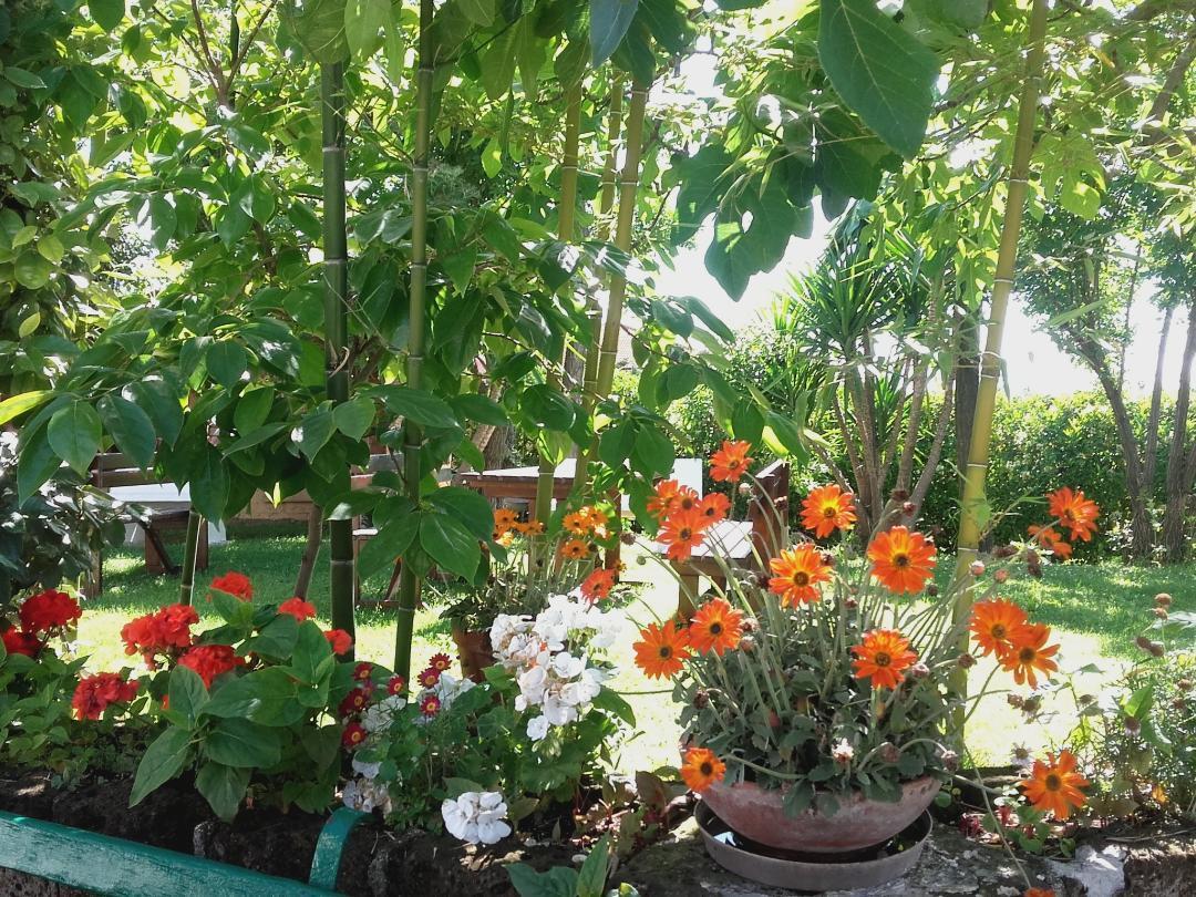 Pier Delle Vigne B&B Pineto Dış mekan fotoğraf