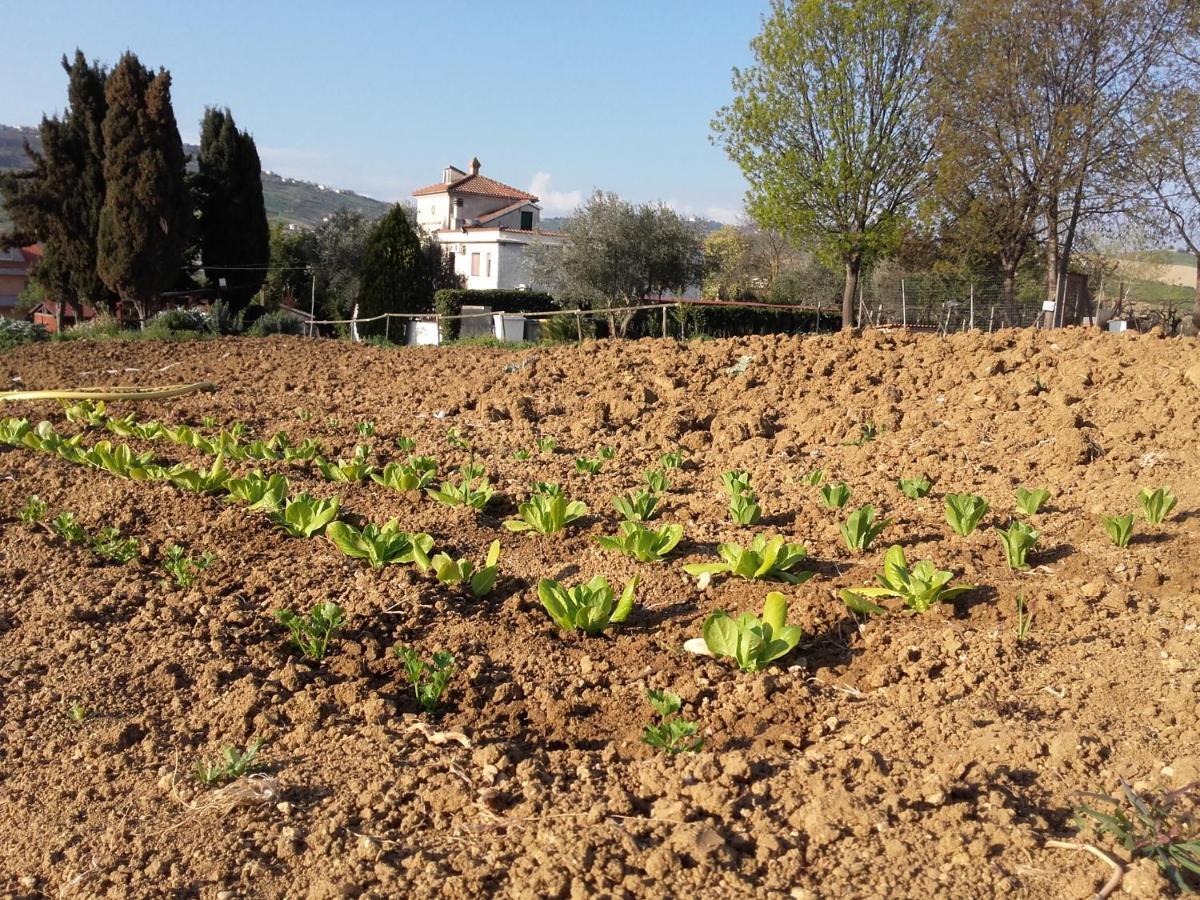 Pier Delle Vigne B&B Pineto Dış mekan fotoğraf