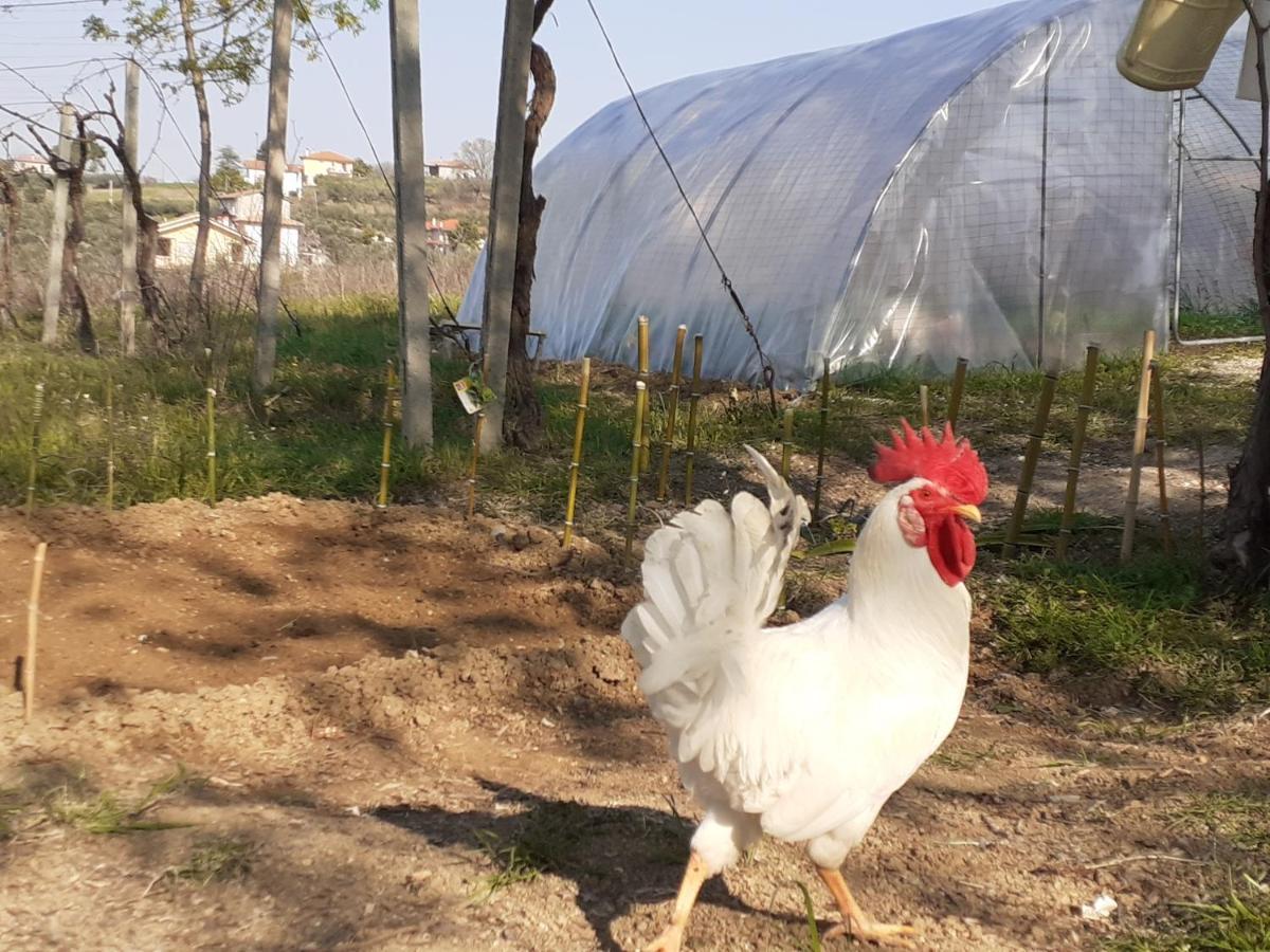 Pier Delle Vigne B&B Pineto Dış mekan fotoğraf